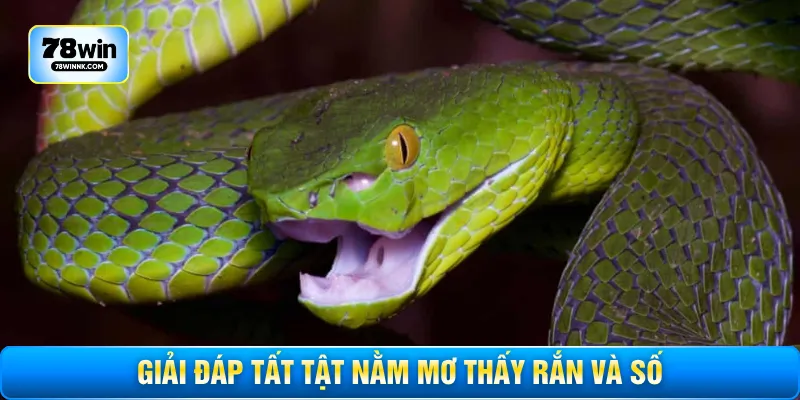 Giải đáp tất tật nằm mơ thấy rắn và số