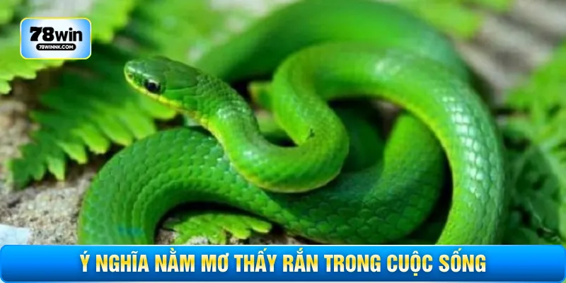 Ý nghĩa nằm mơ thấy rắn trong cuộc sống